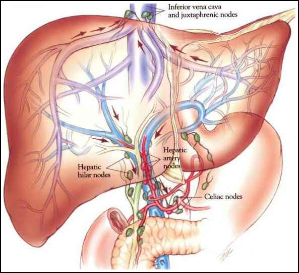 Benefits of Lymph Drainage Therapy of the Liver